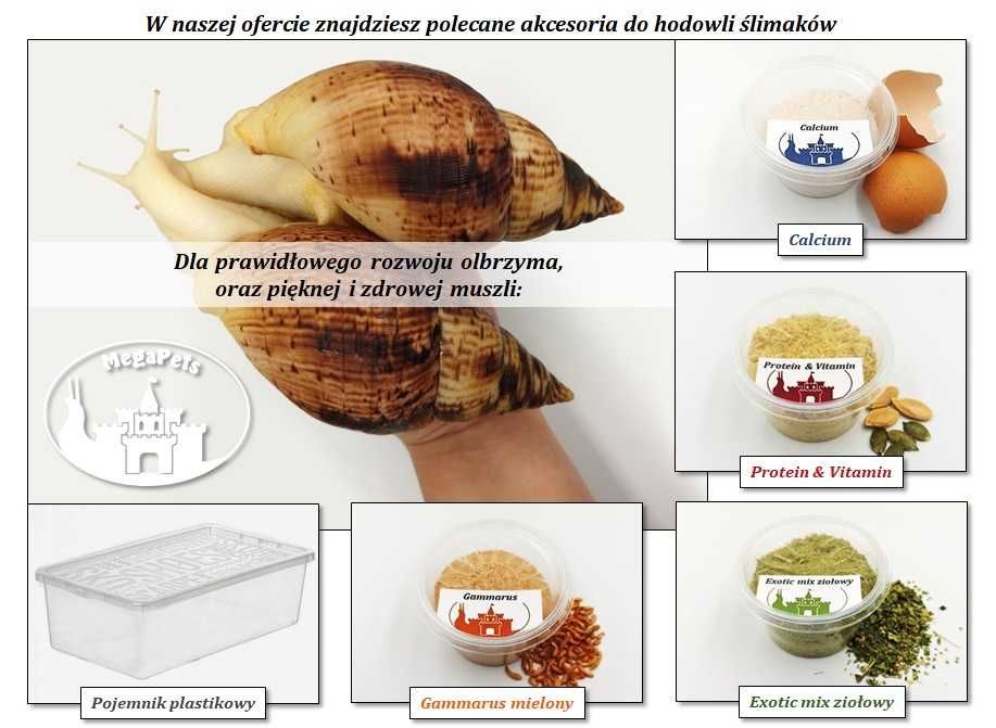 Archachatina marginata ovum XXL Ślimak afrykański Achatina Isopody