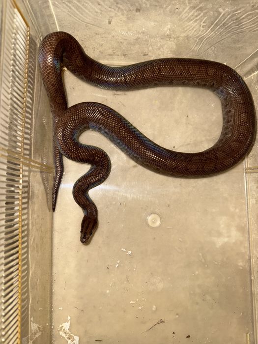 Wąż tęczowy (E.cenchria) odmiana kolumbijska samica ok. 2 lata (120cm)