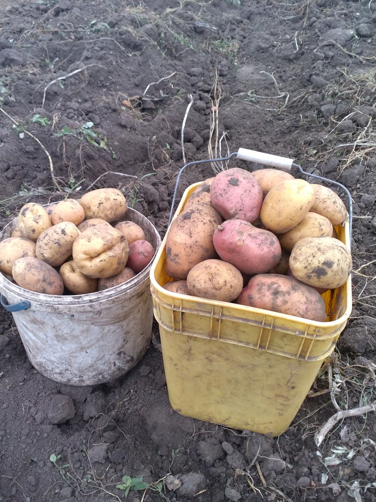 Продам домашню картоплю