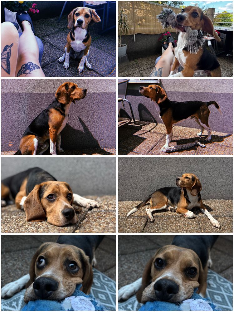 Czarus beagle szuka kochajacego domku
