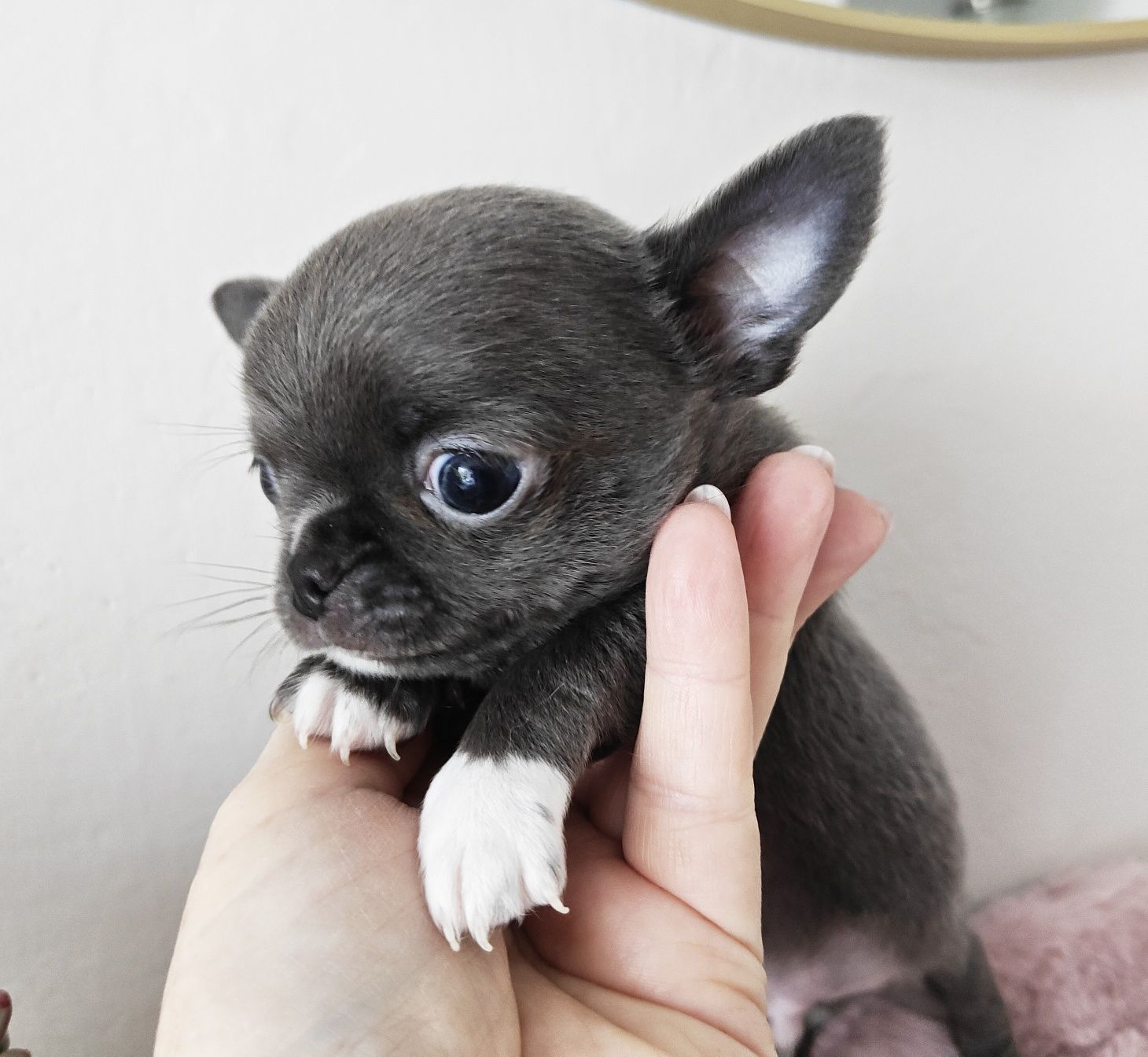 JAX gotowy do odbioru niebieski piesek chihuahua