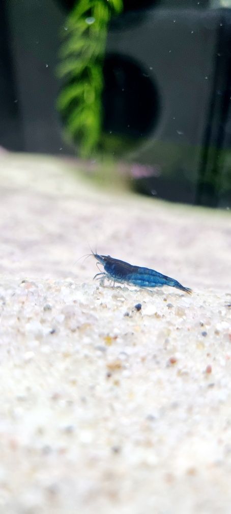 Krewetka neocaridina blue Velvet