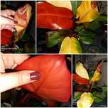 Philodendron Karlo