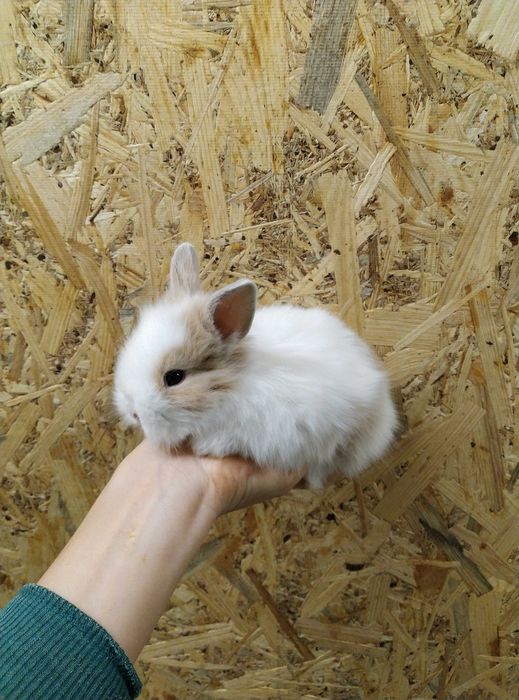 Кольоровий карлик Кроленята декоративні