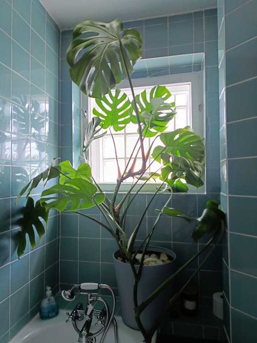 Monstera deliciosa 140cm