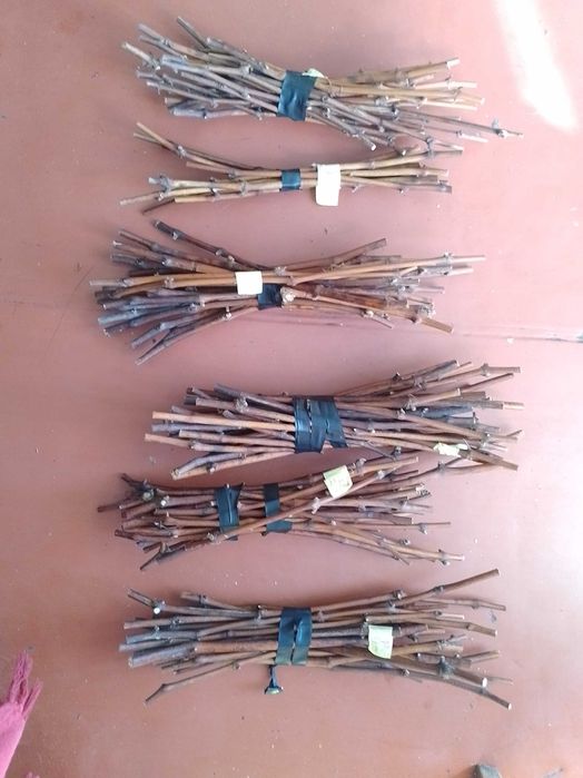 Черенки, саженцы винограда