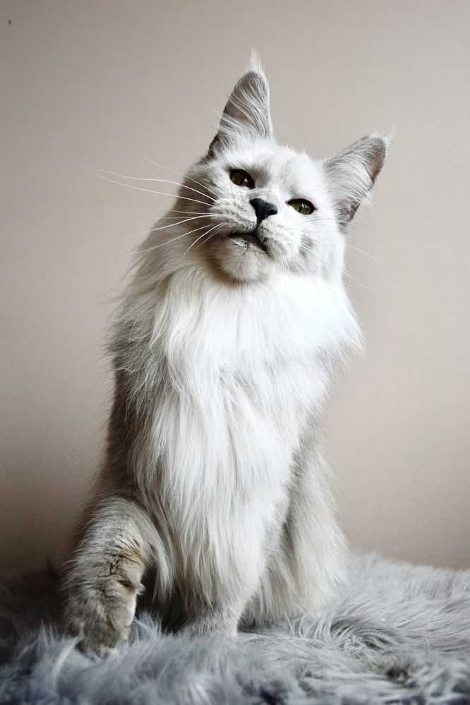 Hodowla maine coon, FPL/ FIFe