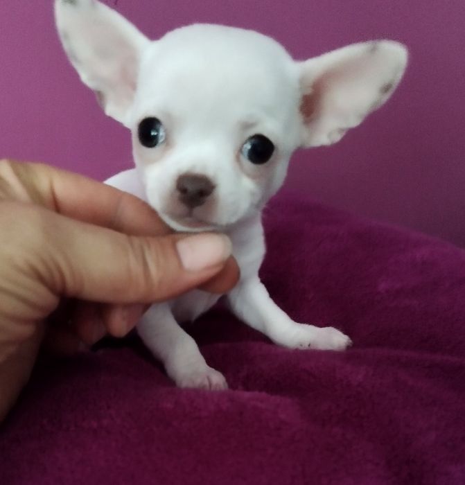 Chihuahua mini suczka