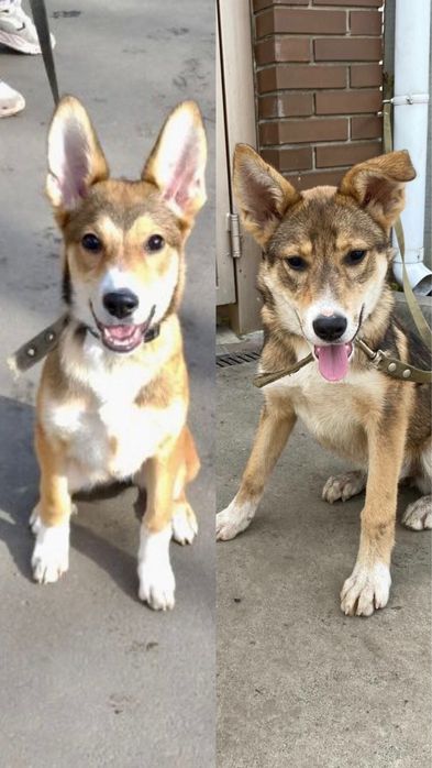 Терміново! Потрібні домівки цим сестричкам!