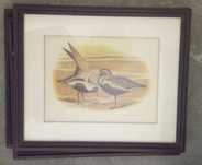 Coleção de 4 quadros - aves