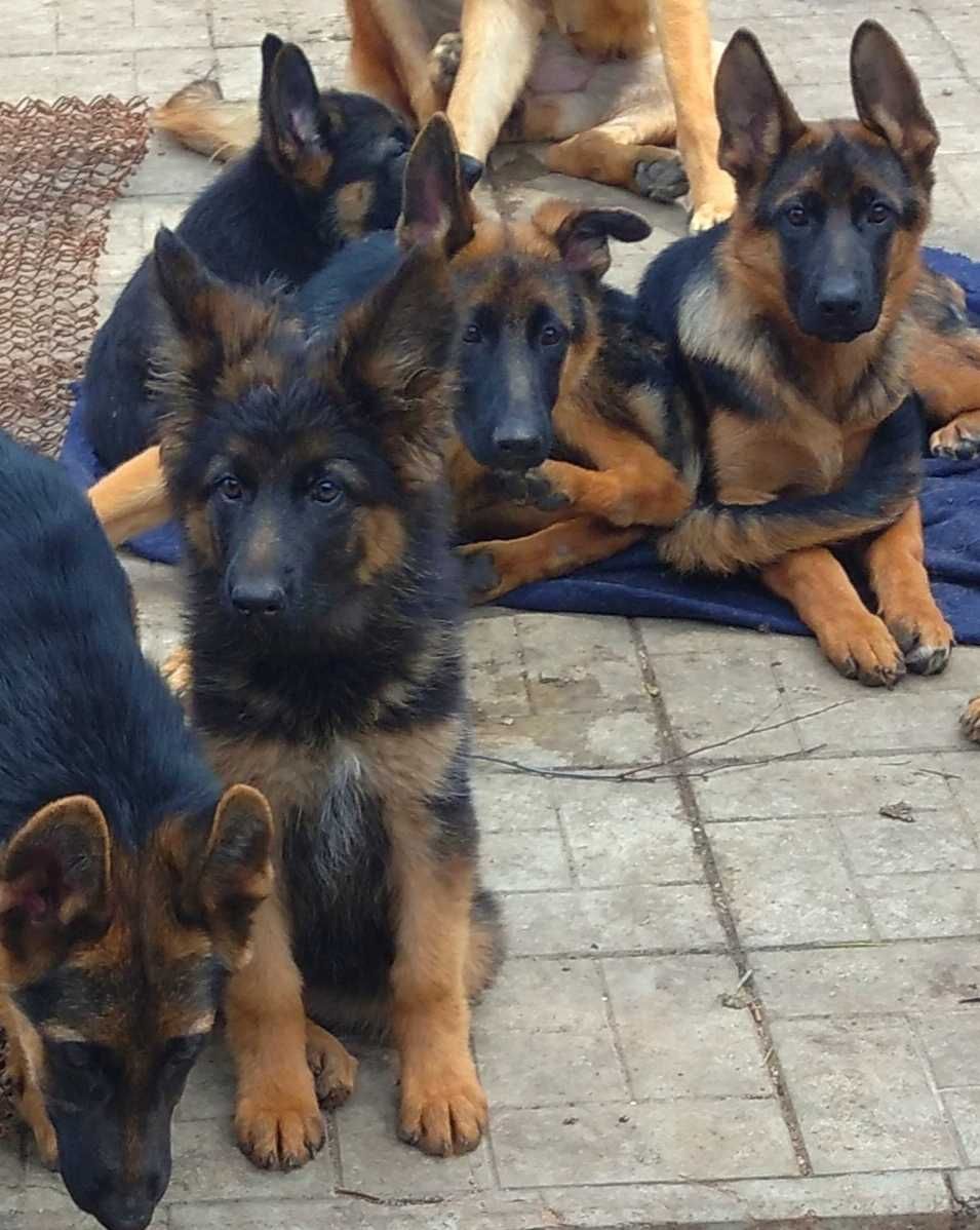 Крупные щенки от плем родителей.