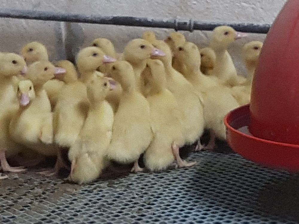 Kaczki mulard Pekin francuskie Gąski oraz perliczki