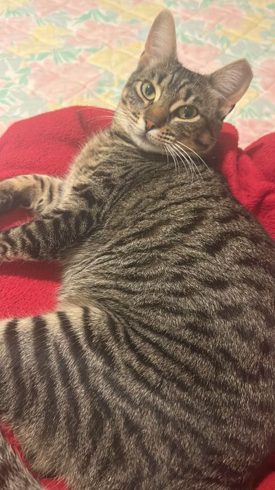 Adoção de Gato Albufeira