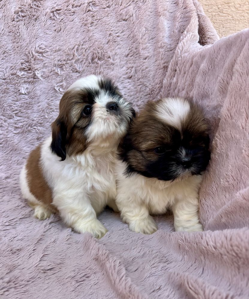 Piesek SHIH TZU Żyrardów
