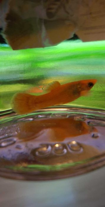 Oddam za darmo molinezkę