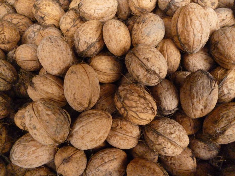 Sprzedam orzechy  wloskie swieze z jedynego drzewa na dzialce