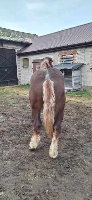 Ogier na sprzedaż 1.5 roczny