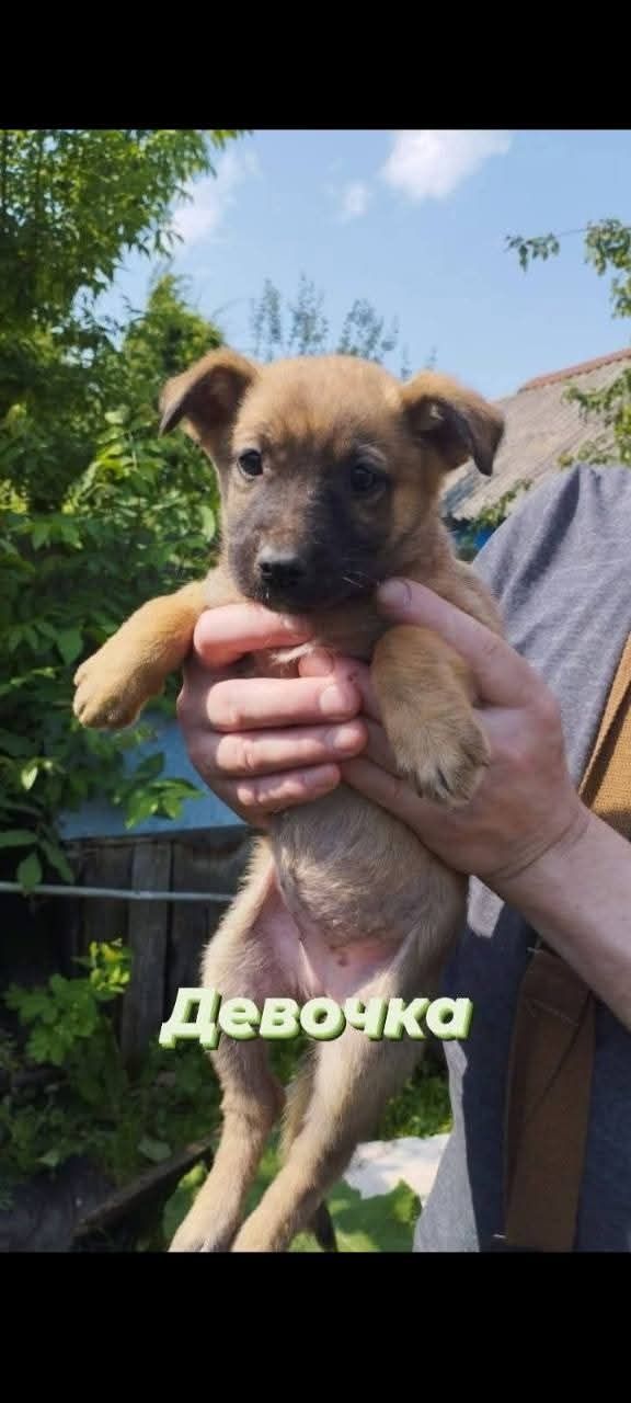Щеня дівчинка Бусінка шукає родину