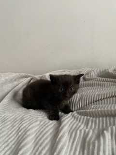 dwa dwumiesięczne kotki do zaadoptowania