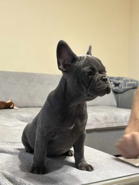 Buldog Francuski suczka niebieska AURA rodowód
