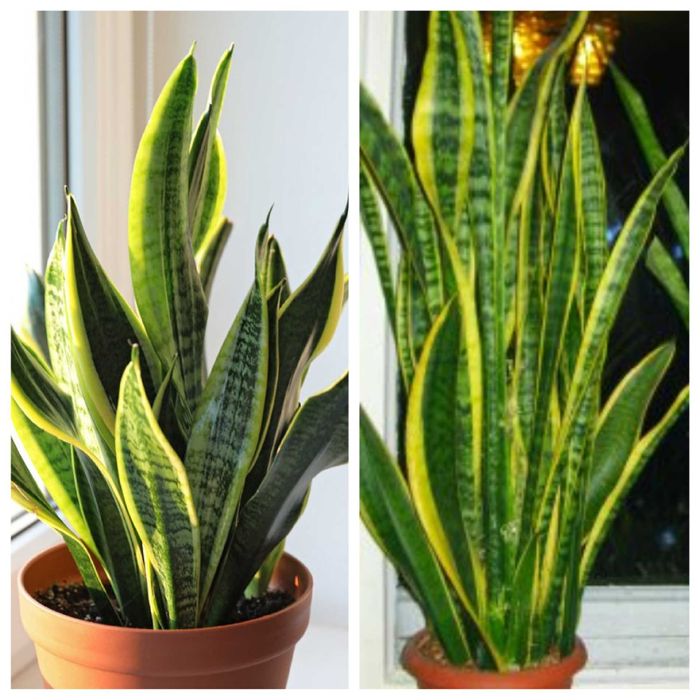 Сансевієрія різна, щучий хвіст, тещин язик
