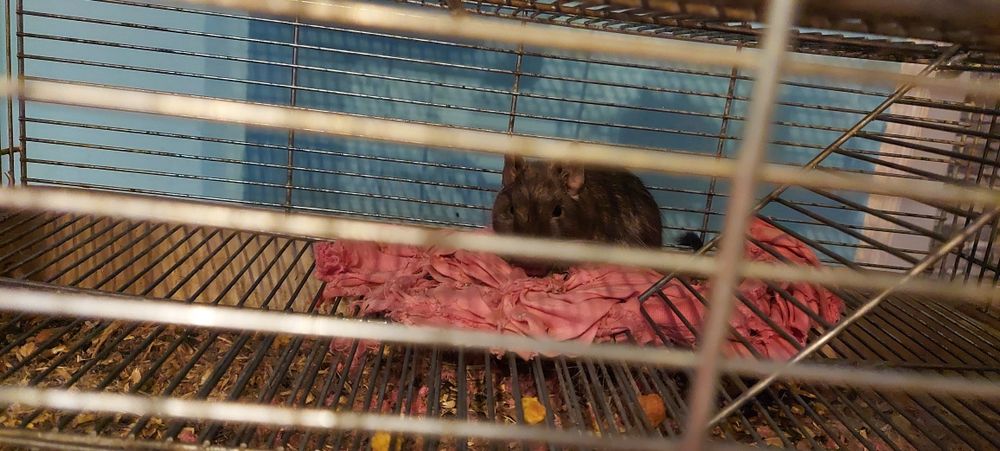 Oddam za darmo 3 Koszatniczki