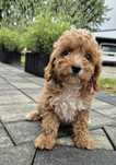 Cavapoo F1  Samczyk