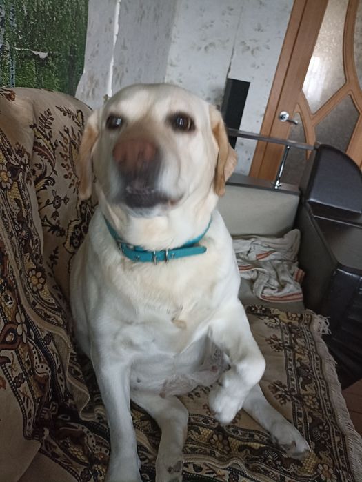 Нужен корм для животных