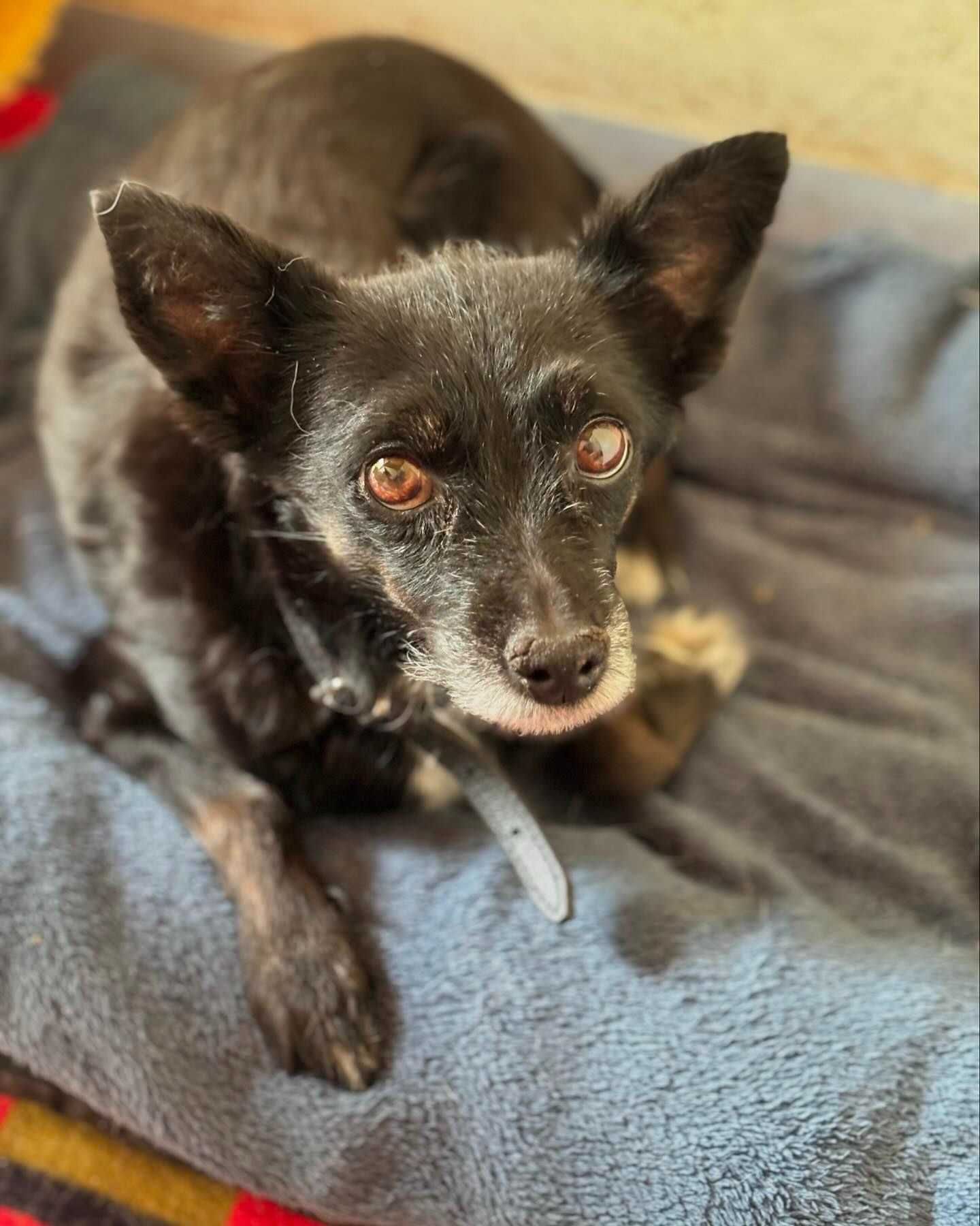 Cudowne mikrosuczki Figa i Misia do adopcji