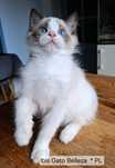 Ragdoll Ibis Gato Belleza* PL