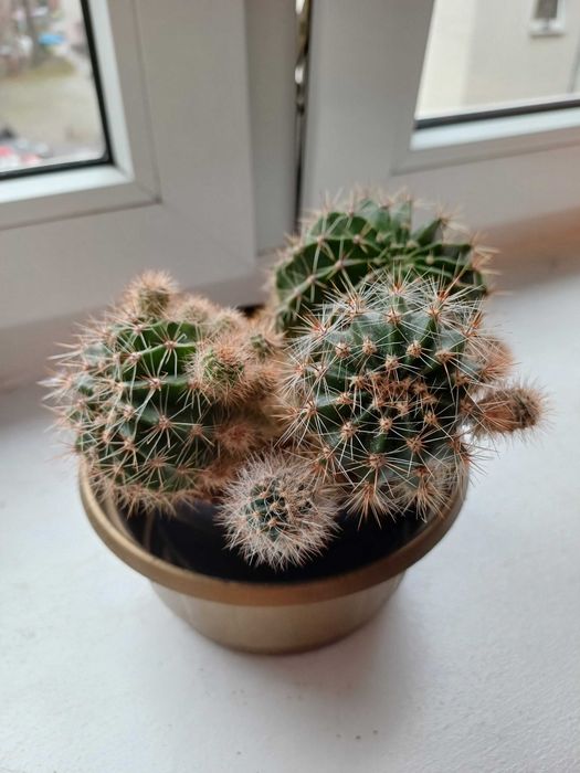 Mała kolekcja kaktusów