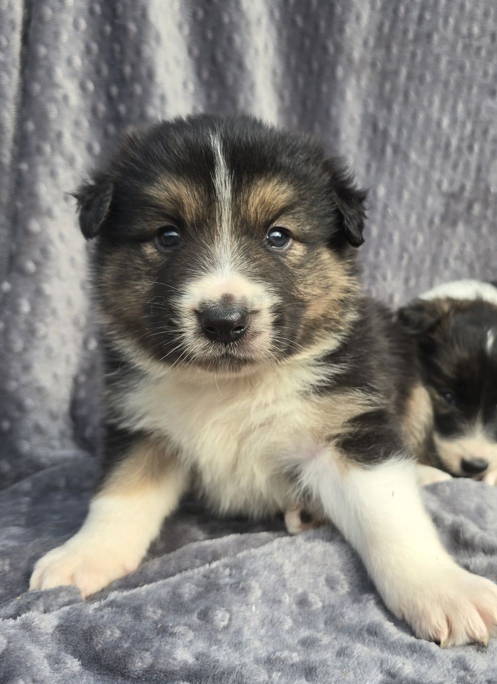 Border Collie piesek nr 2