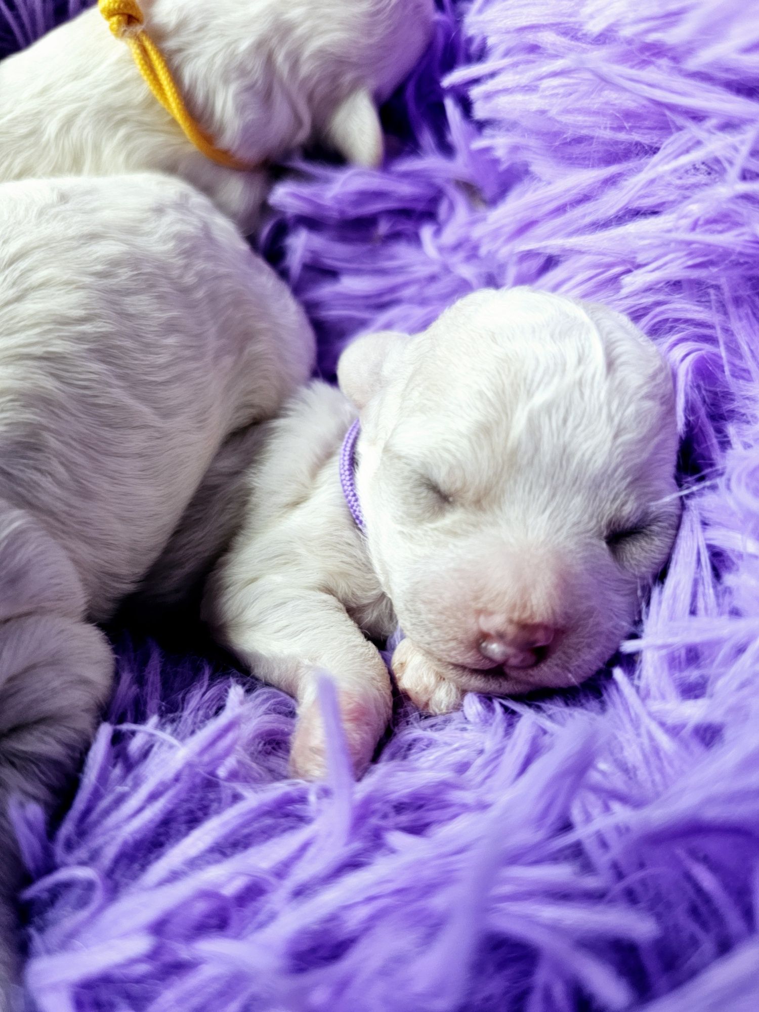 Bichon frise Cotton Monkey FCI ZkwP sunia