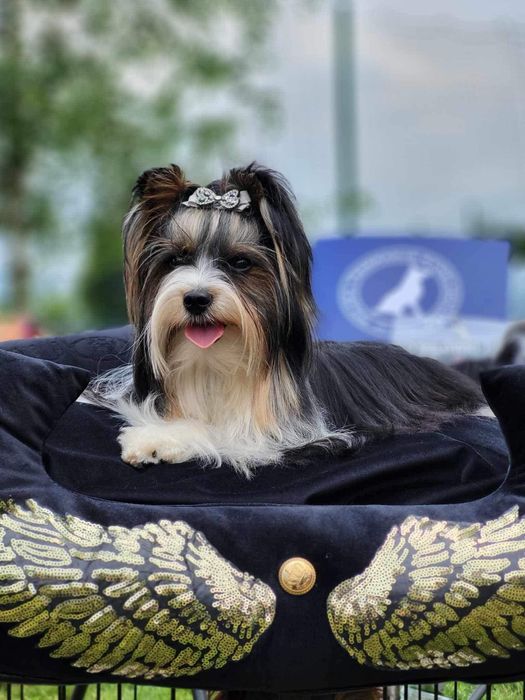 Yorkshire terrier biewer -  reproduktor z silnym czarnym genem .