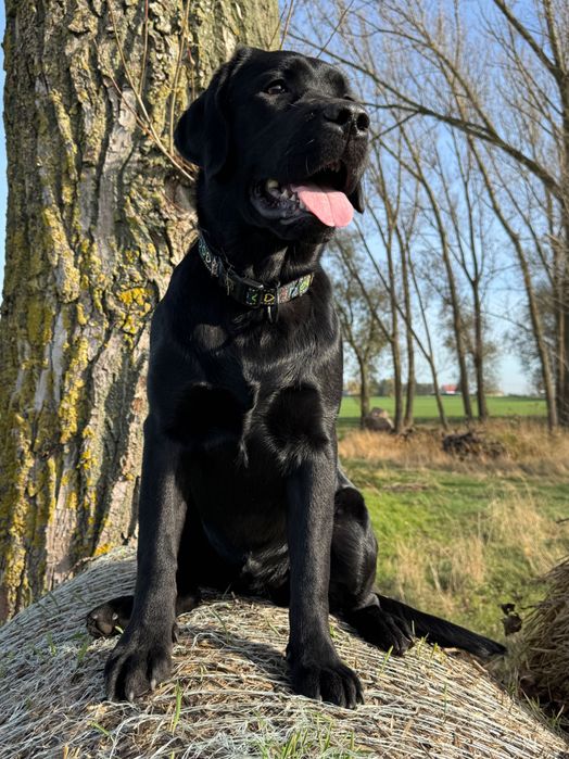 Labrador retriever rodowodowa ZKwP (FCI) wystawowa suczka