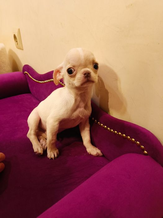 Chihuahua piękny chłopczyk gotowy do odbioru