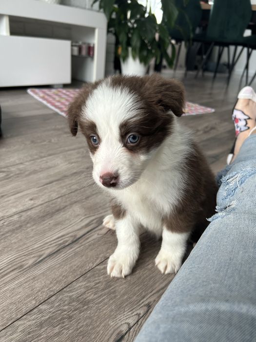 Border Collie Sunia Czekoladowo Biała