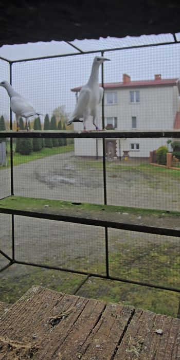 Srebrniaki wysyłam adeno chudnięcie kręciek