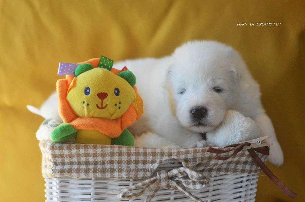 Samoyed/Samojed ZKwP FCI.  Odbior Listopad - suczka