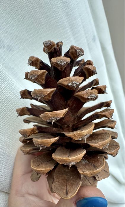 Szyszka Sosny Pinus Maritima Bardzo Duża 9/10cm