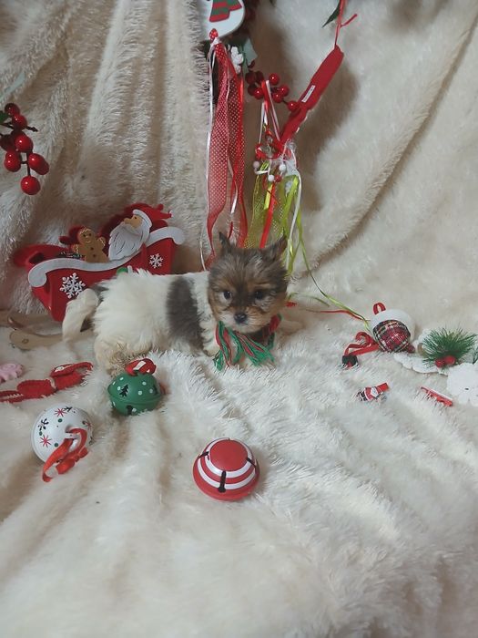 Biewer Terrier Macho Miniatura Criadora Registada PT3088FL