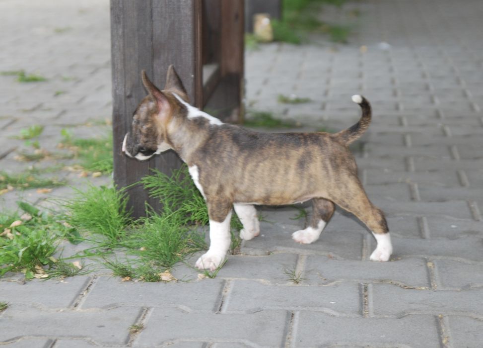 Bulterier miniaturowy FCI ZKwP suczka