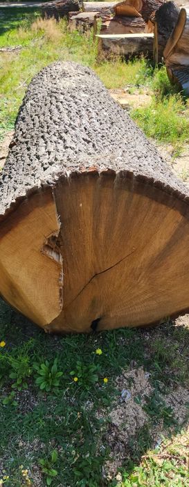 Dąb kłoda tartak kloc drewno drzewo tartaczka