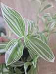 Trzykrotka Tradescantia ‘Albovittata’