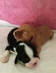 Cavalier King Charles spaniel Piesek