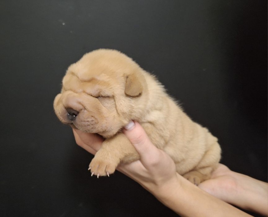 Szczenię Shar pei FCI
