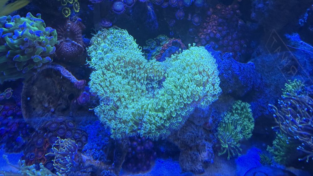 Sarcophyton fluo