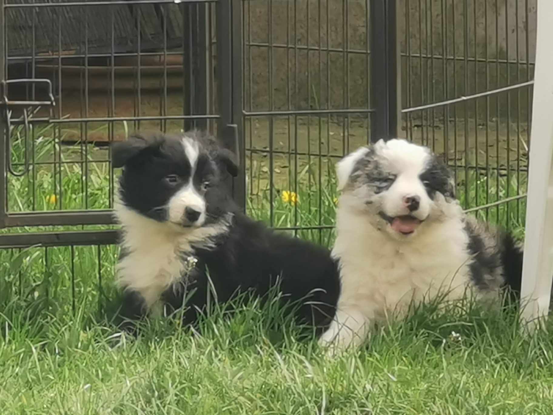 Piesek rasy Border Collie