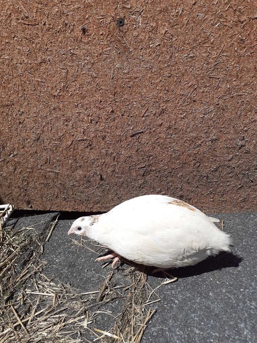 Jaja lęgowe przepiórki