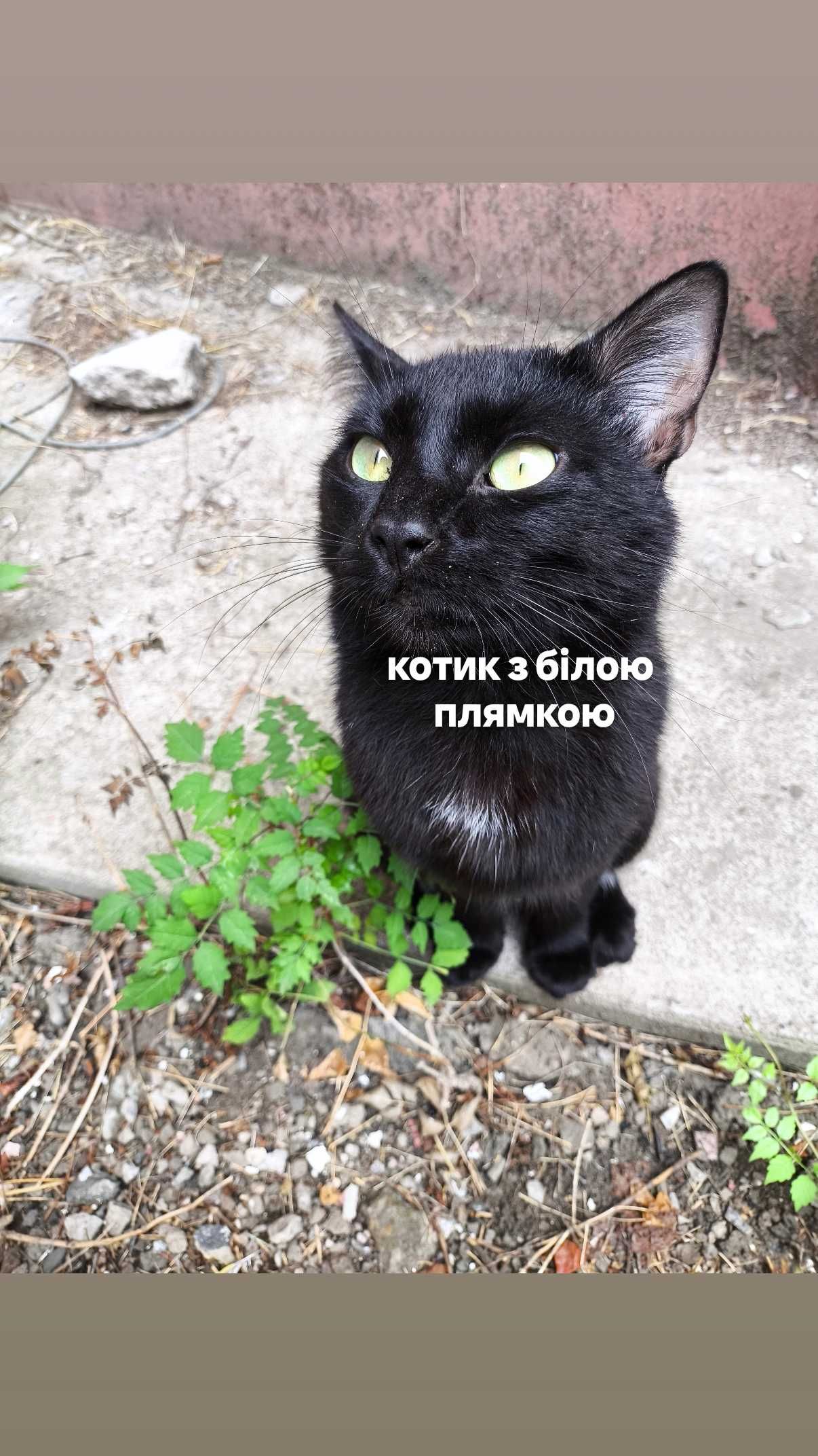 ТЕРМІНОВО! Котики шукають дім!